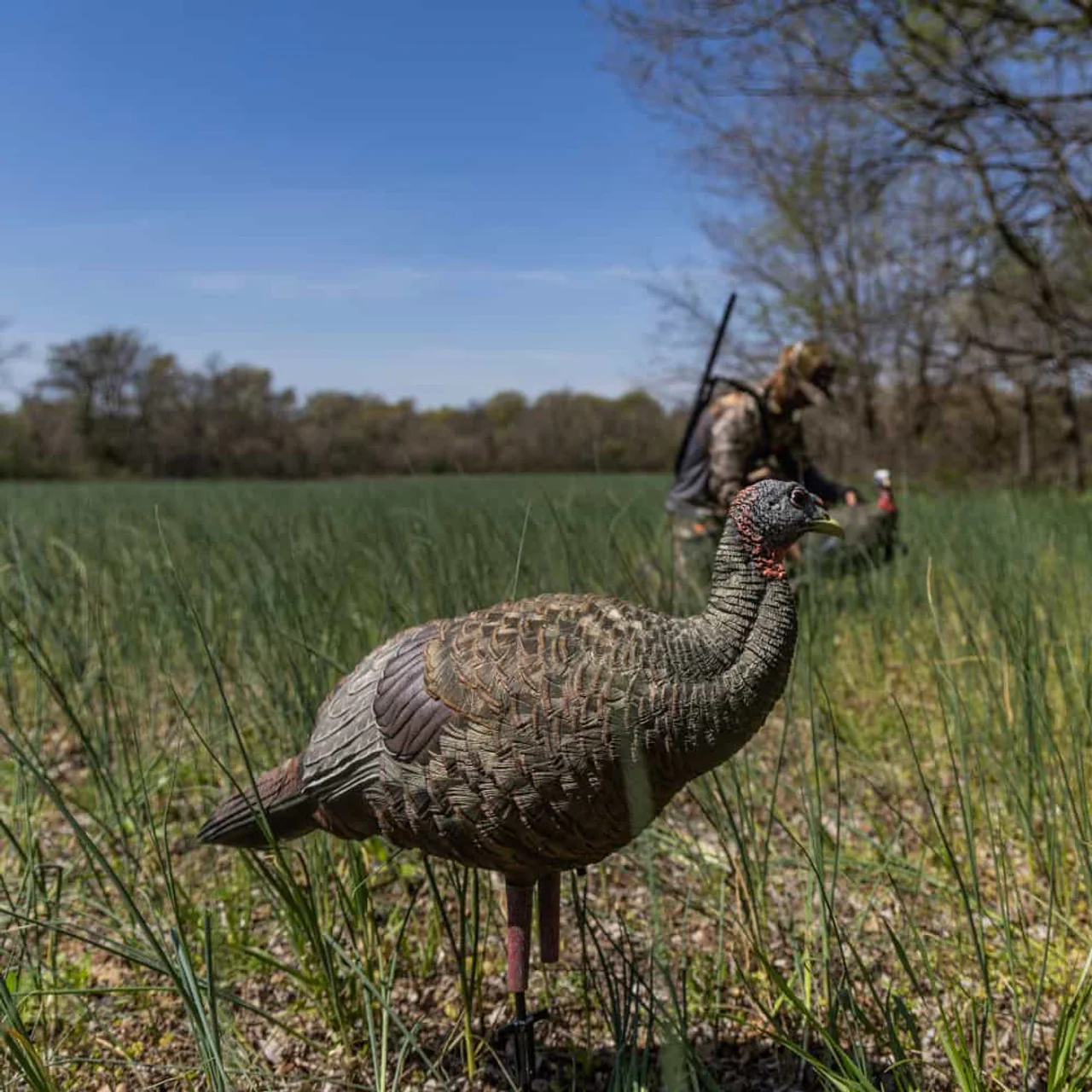Appelant dindon "LCD" poule reproductrice Breeder hen - Avian X – Image 4